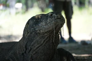 Visitors watching Komodo dragons alongside a park ranger