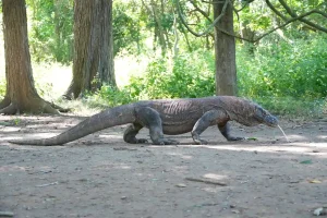 A Komodo dragon in the open on Komodo Island