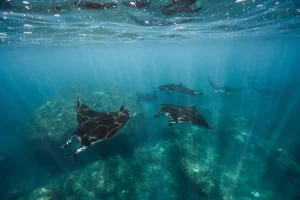 A manta ray gliding over the reef at Manta Point, Komodo