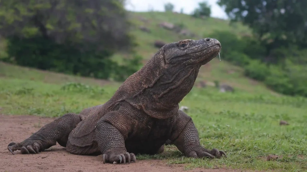 Komodo dragon walking through its natural habitat