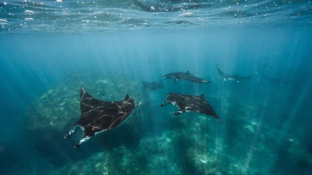 Manta ray gliding over a cleaning station