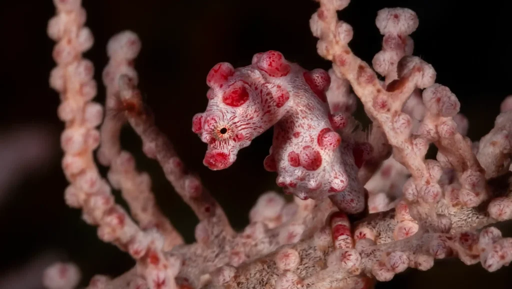 Pygmy seahorse photographed on a sea fan